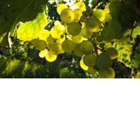 Marc de Champagne Balsam Essig