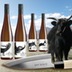 Donabaum Sighardt 12'er Wein Paket + japanisches Kochmesser 