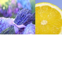 Zitronen Lavendel Crema Essig 350 ml