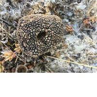 Batalia Olivenöl weisser Trüffel 200 ml