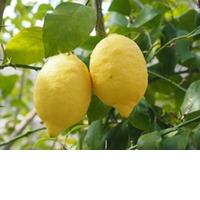 Batalia Olivenöl Zitrone 500 ml