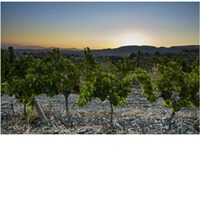 Gratavinum Dolç d en Piqué Priorat Süßwein Rot gering geschwefelt 0,375l