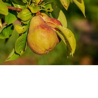 Williams Christ Crema (Birnenessig) 1000 ml