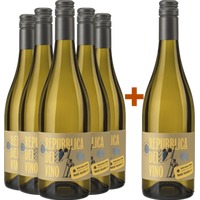 5+1 Paket Repubblica del Vino Passerina Marche IGP - Cantina Villa Pigna